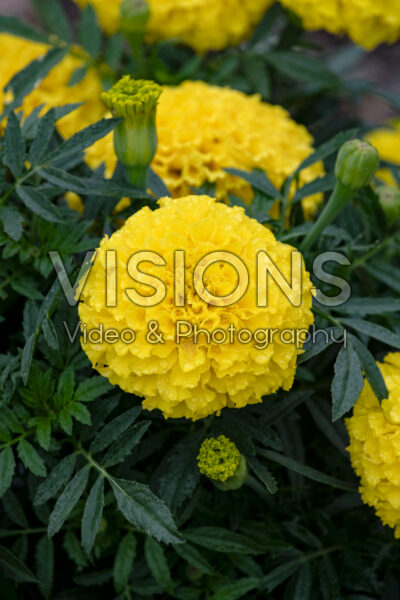 Tagetes erecta Discovery Yellow