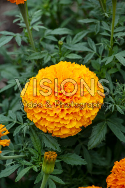 Tagetes erecta Inca II Deep Orange