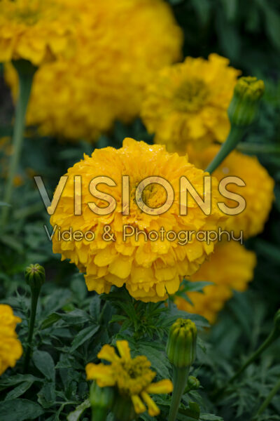 Tagetes erecta Inca II Gold