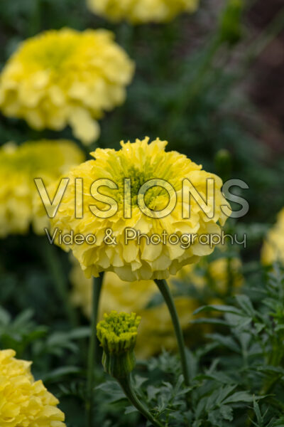 Tagetes erecta Inca II Primrose