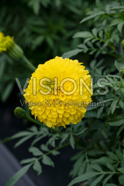 Tagetes erecta Inca II Yellow