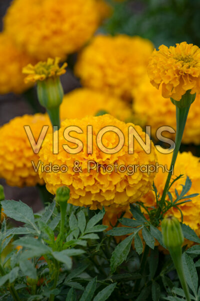 Tagetes erecta Marvel II Gold