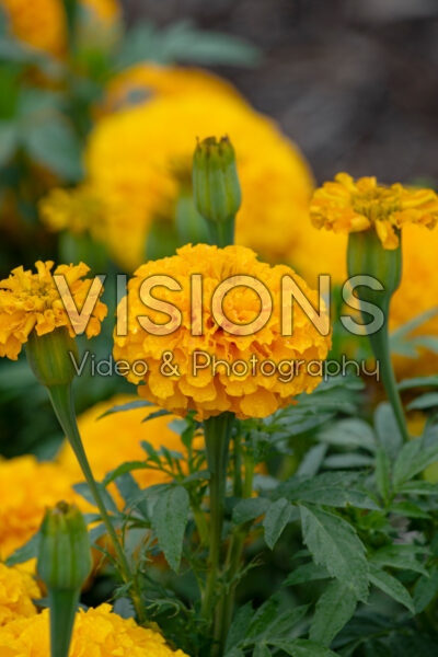 Tagetes erecta Marvel II Gold