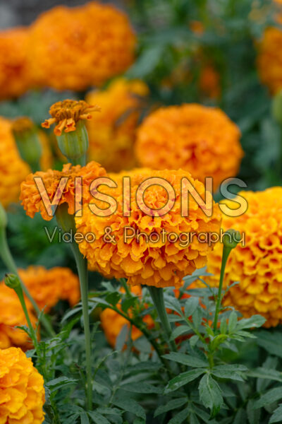 Tagetes erecta Marvel II Orange