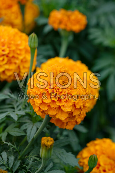 Tagetes erecta Marvel II Orange