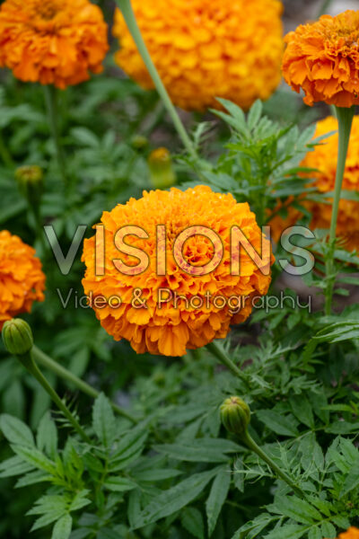 Tagetes erecta Perfection Orange