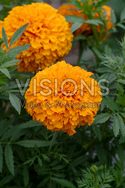 Tagetes erecta Perfection Orange Tagetes erecta Perfection Orange