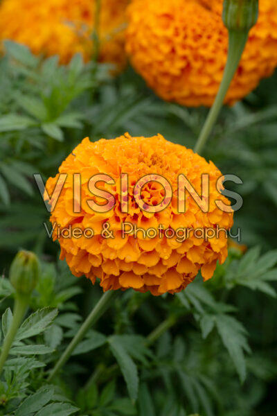 Tagetes erecta Perfection Orange
