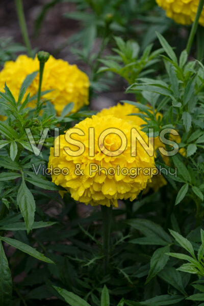 Tagetes erecta Perfection Yellow