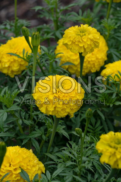 Tagetes erecta Perfection Yellow 