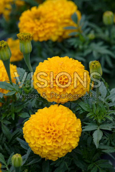 Tagetes erecta Proud Mari Gold