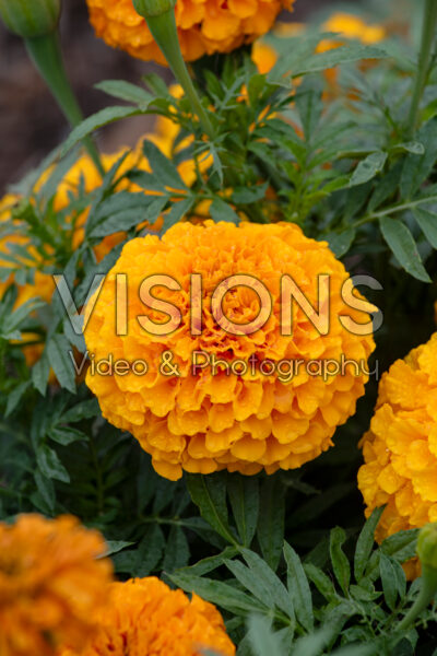 Tagetes erecta Proud Mari Orange