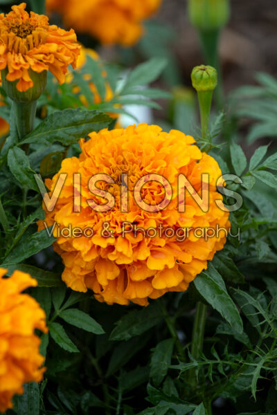 Tagetes erecta Proud Mari Orange