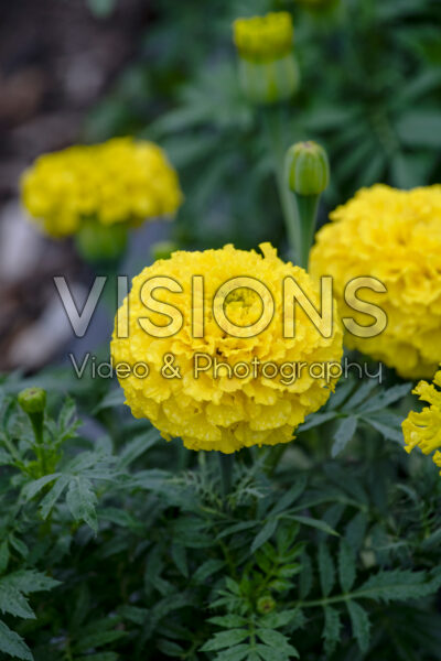 Tagetes erecta Proud Mari Yellow Tagetes erecta Proud Mari Yellow
