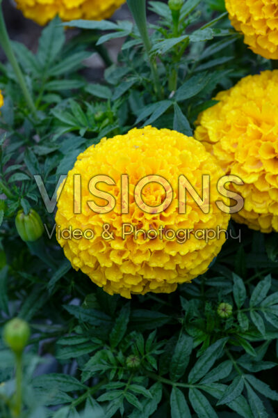 Tagetes erecta Taishan Gold