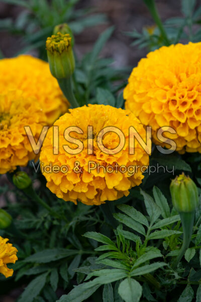 Tagetes erecta Taishan Gold