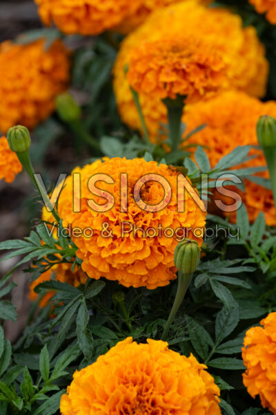 Tagetes erecta Taishan Orange Tagetes erecta Taishan Orange
