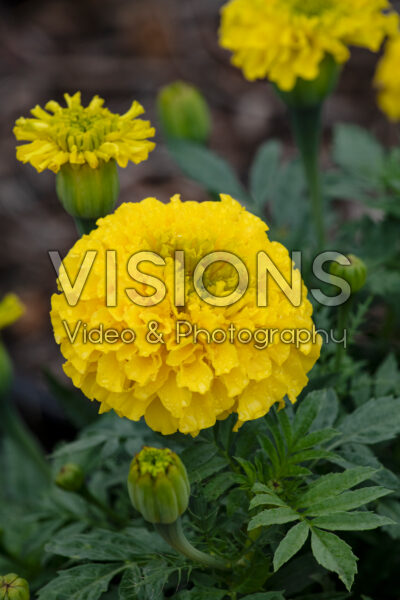 Tagetes erecta Taishan Yellow