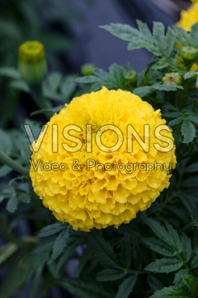 Tagetes erecta Taishan Yellow Tagetes erecta Taishan Yellow