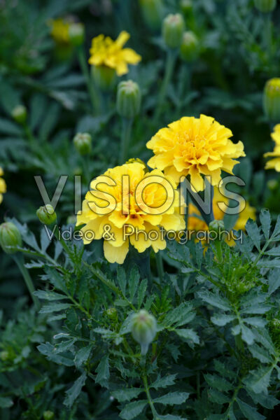 Tagetes patula Milli Vanilli