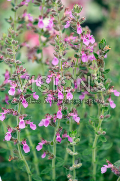 Teucrium chamaedrys
