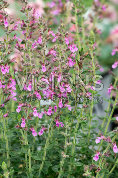 Teucrium chamaedrys
