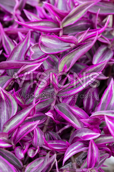 Tradescantia zebrina Pink Paradise