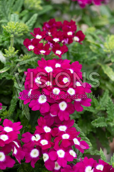 Verbena PeekABoo Burgundy