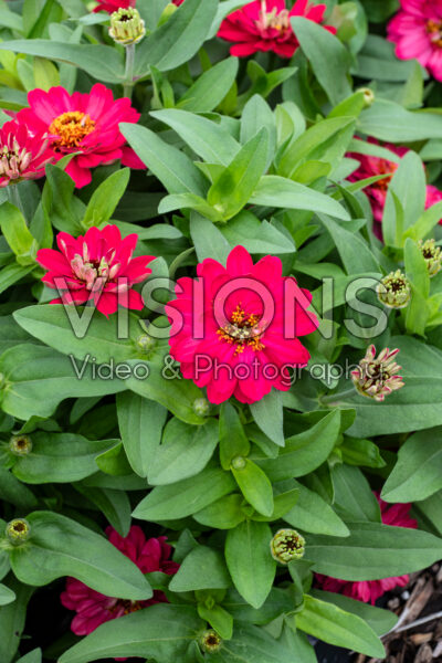 Zinnia Belize Double Bright Rose