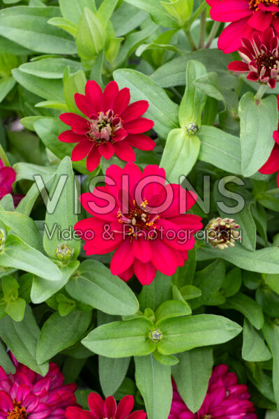 Zinnia Profusion Double Hot Cherry