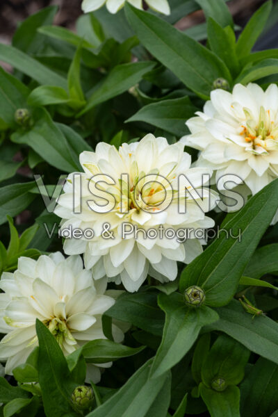 Zinnia Profusion Double White Imp.