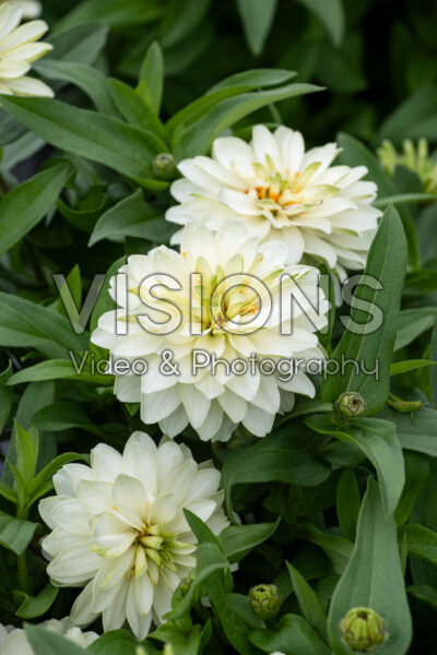 Zinnia Profusion Double White Imp.