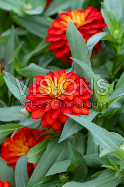 Zinnia Zydeco™ Fire