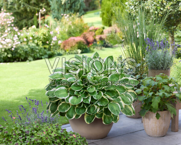 Hosta Blazing Saddles