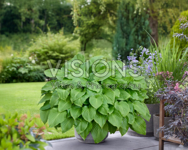 Hosta Venus Hosta Venus