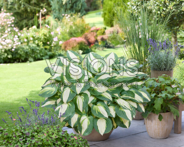 Hosta Vulcan