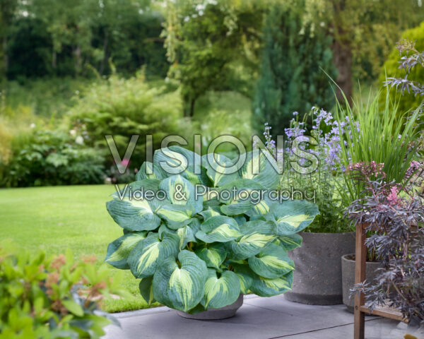 Hosta Dream Queen