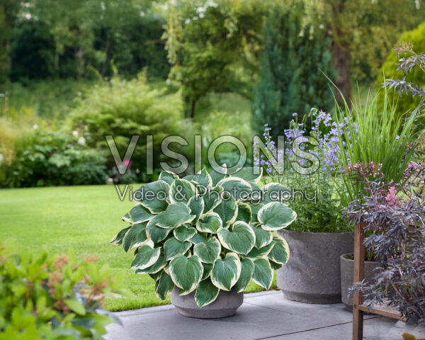 Hosta Barbara Ann