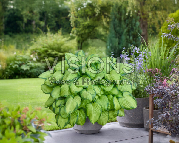 Hosta Stained Glass