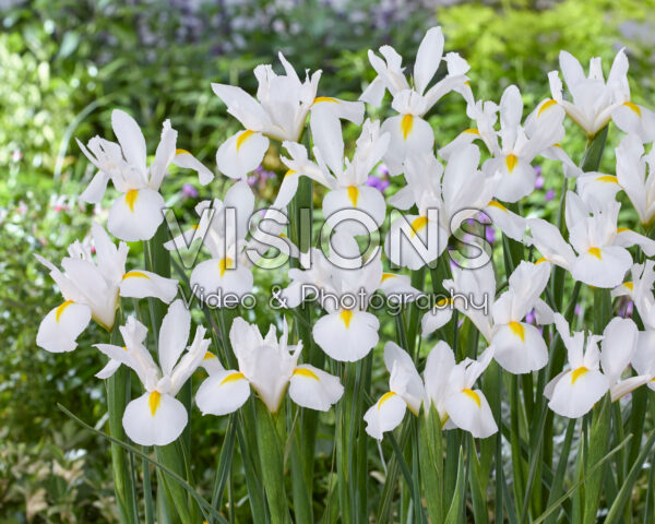 Iris White Magic