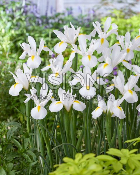 Iris White Magic Iris White Magic