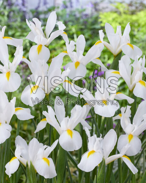 Iris White Magic
