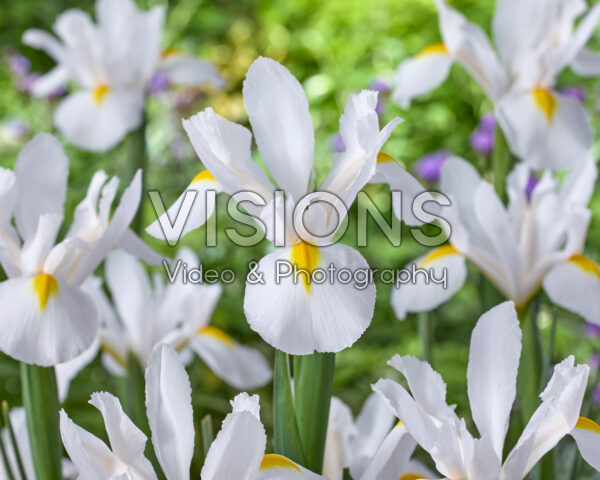 Iris White Magic