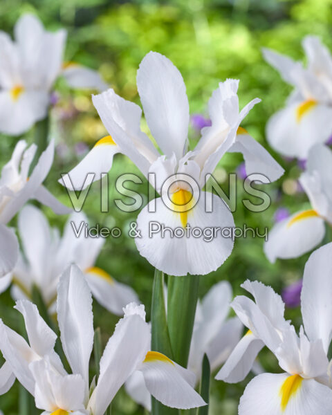 Iris White Magic
