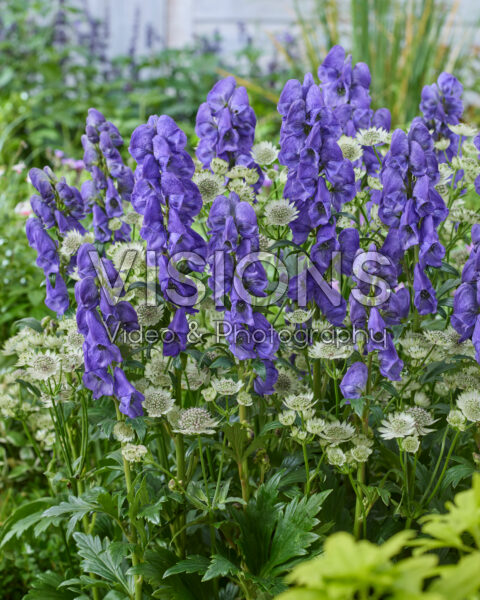 Aconitum carmichaelii Arendsii, Astrantia major Star of Billion