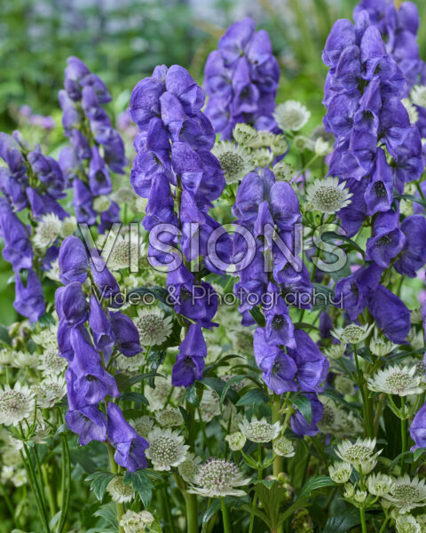 Aconitum carmichaelii Arendsii, Astrantia major Star of Billion