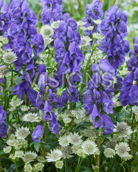 Aconitum carmichaelii Arendsii, Astrantia major Star of Billion Aconitum carmichaelii Arendsii, Astrantia major Star of Billion