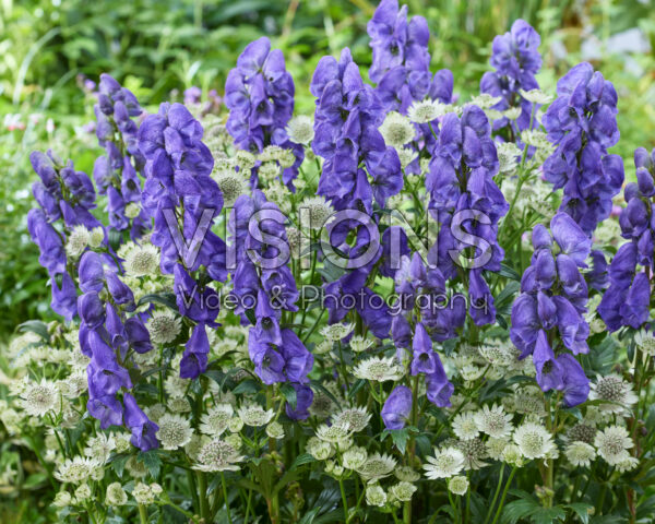 Aconitum carmichaelii Arendsii, Astrantia major Star of Billion
