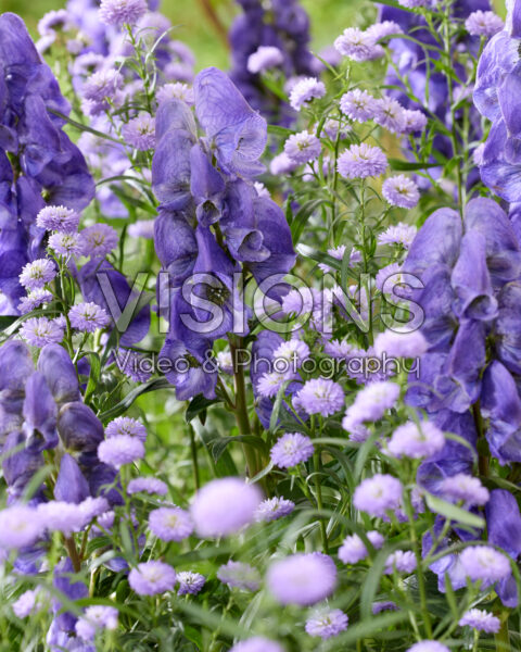 Aconitum carmichaelii Arendsii, Aster Mini Baby Blue