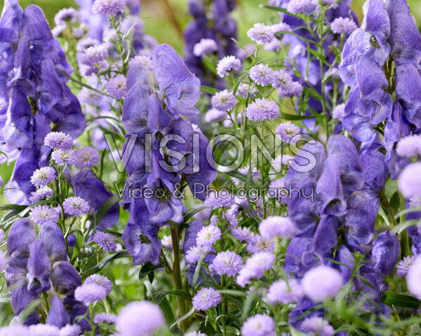 Aconitum carmichaelii Arendsii, Aster Mini Baby Blue